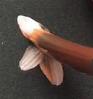 トールペイントの小花の描き方